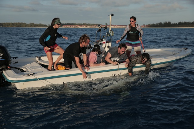 Discovery Channel Veterinarian Natalie Mylniczenko performing an ultrasound scan on a large female great hammerhead shark.